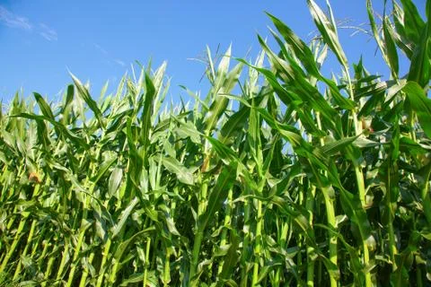 Corn field Foto stock
