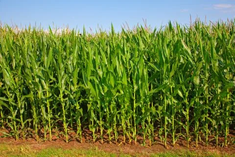 Corn field Stock Photos