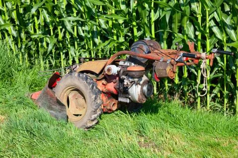 Corn field Foto stock