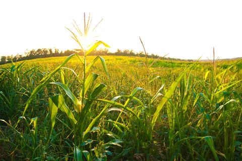 Corn field Stock Photos