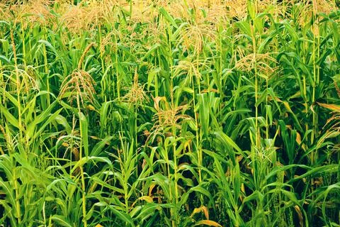 Corn field Stock Photos