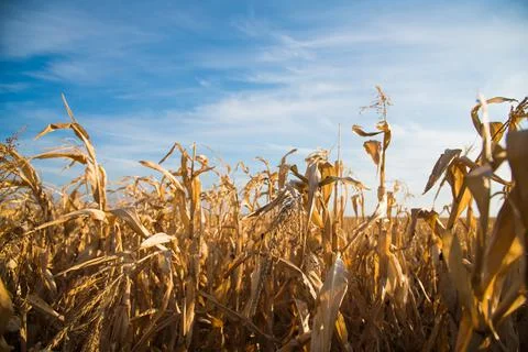Corn in the field Stock Photos
