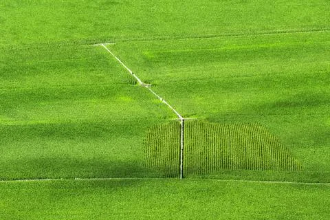 Corn field Stock Photos