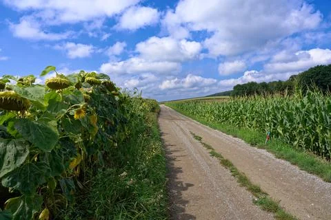 Corn Field Stock Photos