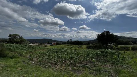 A corn field Stock Photos
