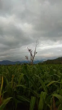 Corn field Stock Photos