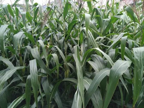 Corn field Stock Photos