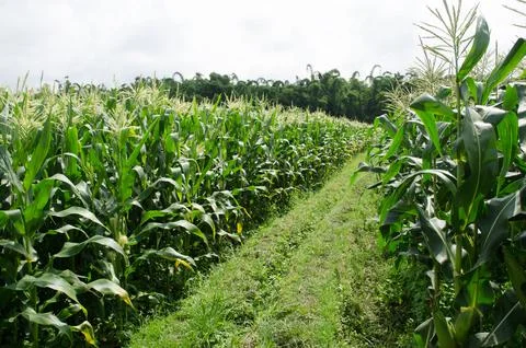 Corn field Stock Photos