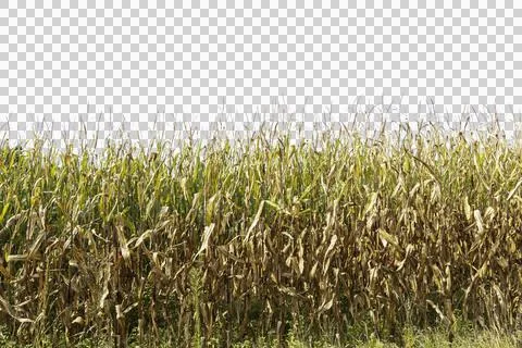 Corn field Foto stock