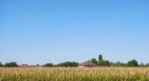 Corn field Stock Photos