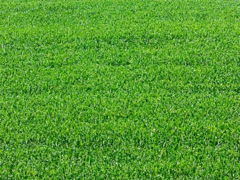 Corn field plantation in Brazil - pattern abstract Stock Photos