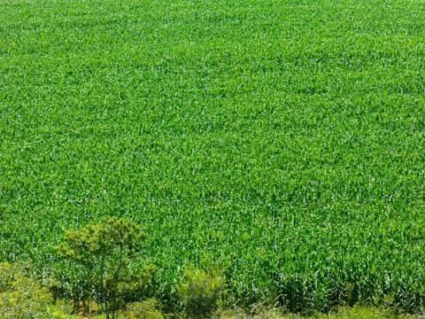 Corn field plantation in Brazil - pattern abstract Stock Photos