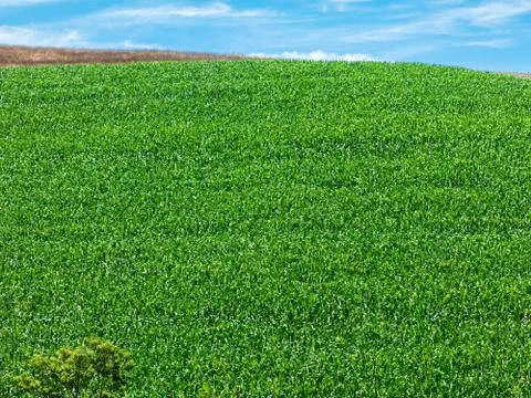 Corn field plantation in Brazil - pattern abstract Stock Photos