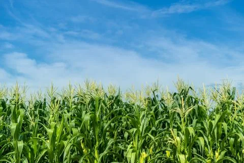 Corn field plantation Stock Photos