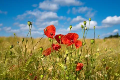 Corn field with poppies Stock Photos