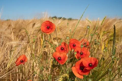 Corn field with poppies Stock Photos