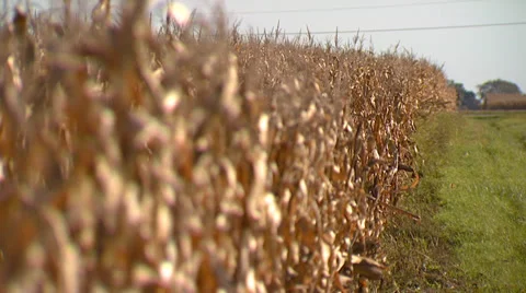 Corn Field with Rack Focus End of Season Stock Footage 32935936