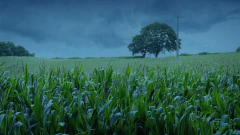 Corn Field In The Rain Late In The Evening Stock Footage 162503055