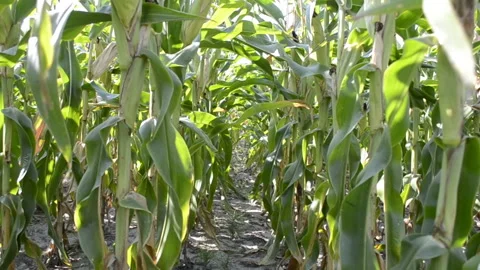 Corn field with rays of the sun Stock-Footage 100757120