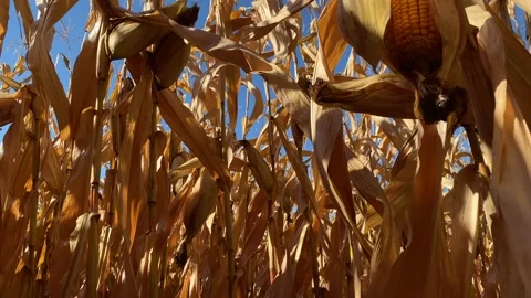 Corn field ready for harvest in autumn on a sunny day Stock Footage 198640899