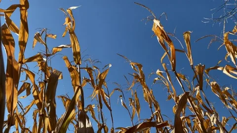 Corn field ready for harvest in autumn on a sunny day Stock Footage 198641563