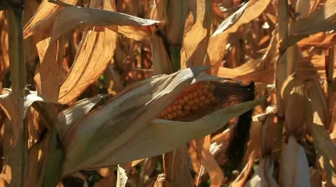 Corn field ready for harvest Stock Footage 12276060