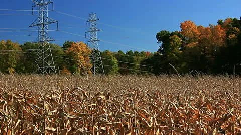 Corn field ready for harvest Stock Footage 12276681