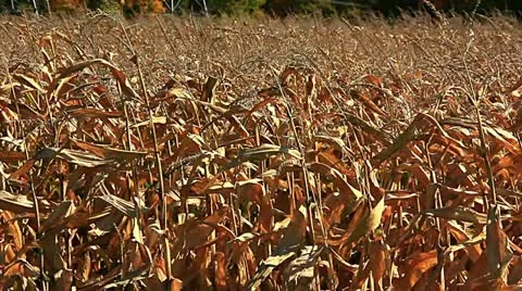 Corn field ready for harvest Stock Footage