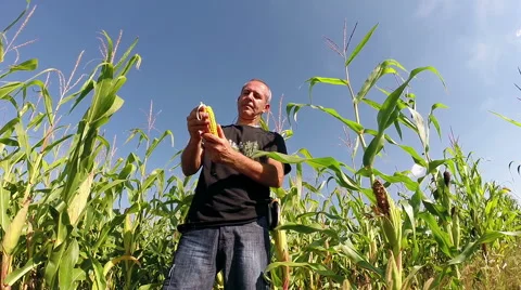 Corn Field Ready for Harvest Stock Footage 44517565