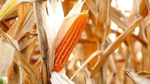 Corn field ready for harvest Stock Footage 103282511