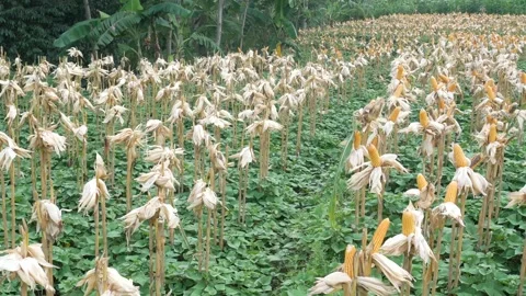 Corn field ready for harvest Stock Footage 166123685