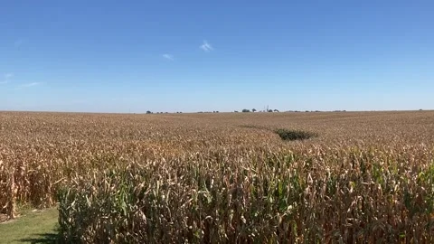 Corn Field Ready For Harvest Stock Footage 285246553