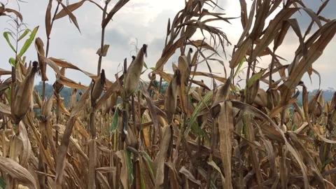 Corn Field Ready To Harvest Video Landscape Footage Stock Footage 244336974
