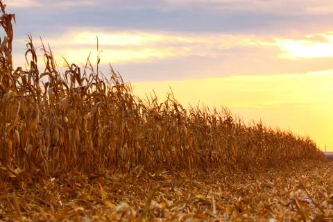 Corn Field is ready for Harvesting Stock Photos