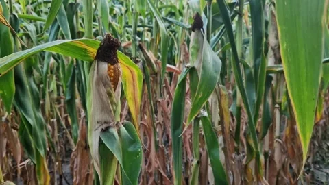 Corn field with ripening corn cobs, selective focus Stock Footage 317390563
