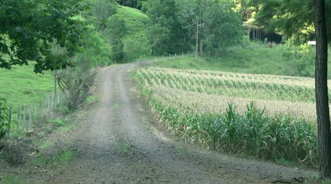 Corn field with road side 库存影片 59553250