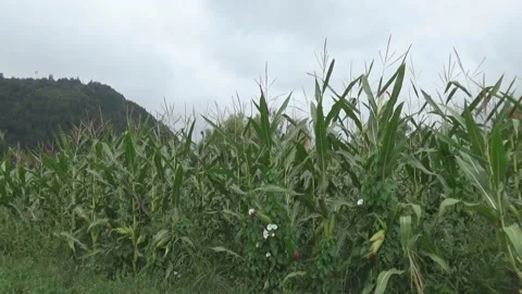 Corn field, road, summer, Austria Stockbeeldmateriaal 115266246