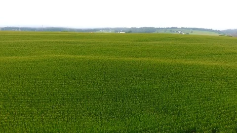 Corn Field Rolling Hills Video stock 93571633