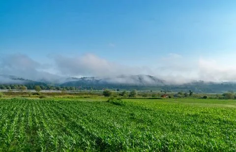 Corn field in Romania with clouds and mointains in the background Stock Photos