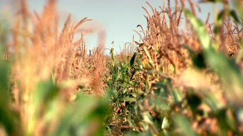 Corn field in a row. 動画素材 8773576