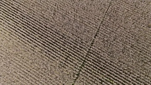 Corn field rows aerial Stock-Footage 82589133