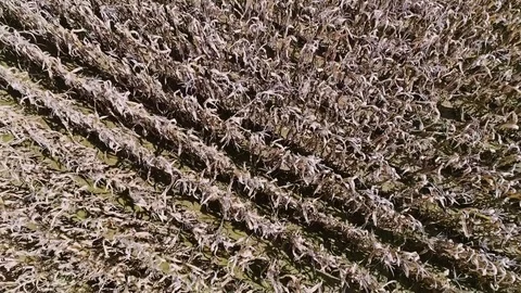 Corn field rows aerial Stock-Footage 82589582