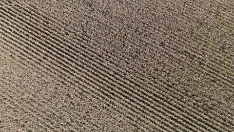 Corn field rows aerial Stock Footage 82590384