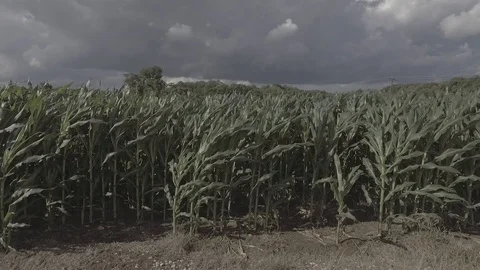 Corn Field Rows on a Kentucky Farm 1 스톡 동영상 97204529