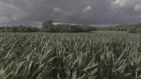 Corn Field Rows on a Kentucky Farm 2 스톡 동영상 97204594