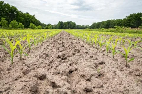Corn field with rows of maize plants Stock Photos