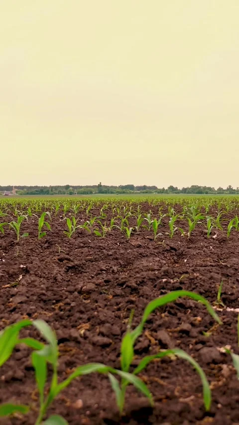 Corn field, Rows of young corn plants, seedlings on fertile, moist soil, warm Stock Footage 319942142