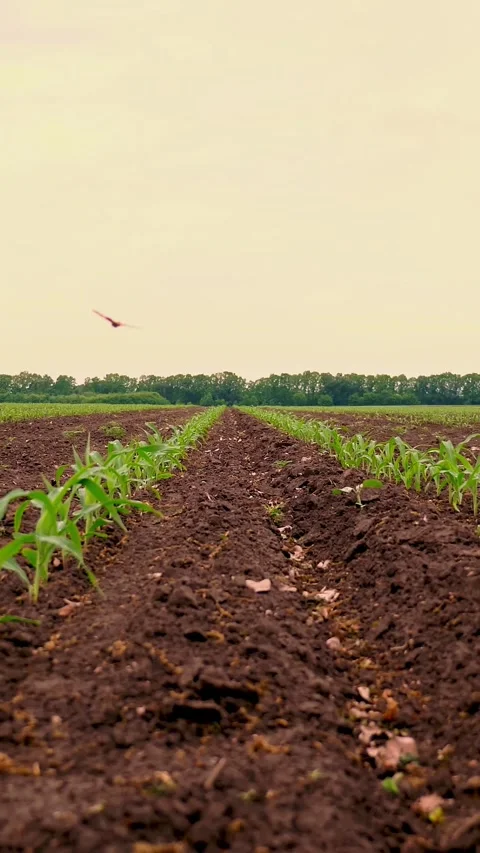 Corn field, Rows of young corn plants, seedlings on fertile, moist soil, warm Stock Footage 321535736