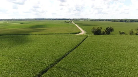 Corn field on rural farm crops Stock Footage 137619994
