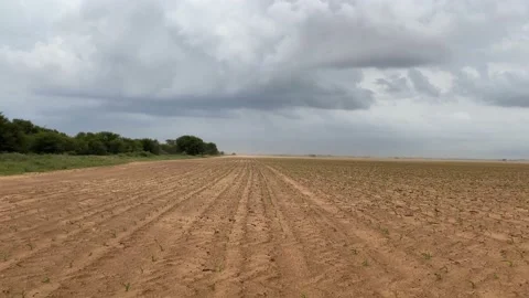 Corn field saplings Video stock 168759370